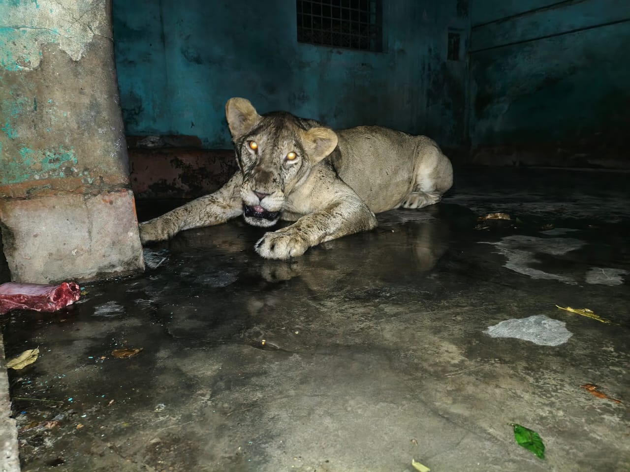চিড়িয়াখানা থেকে বের হওয়া সিংহ খাঁচায় ফিরল